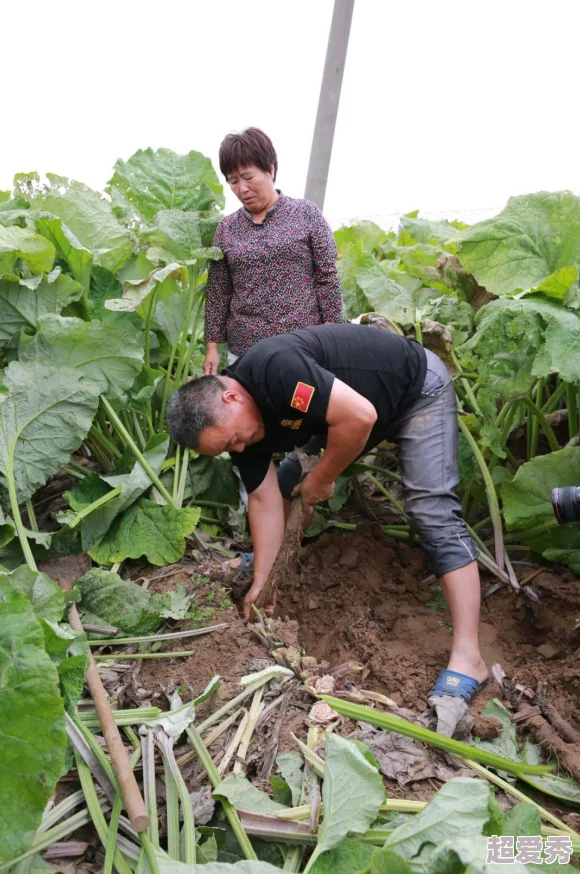 《心动小镇》中完成波叔喜爱的美味食物任务详细攻略