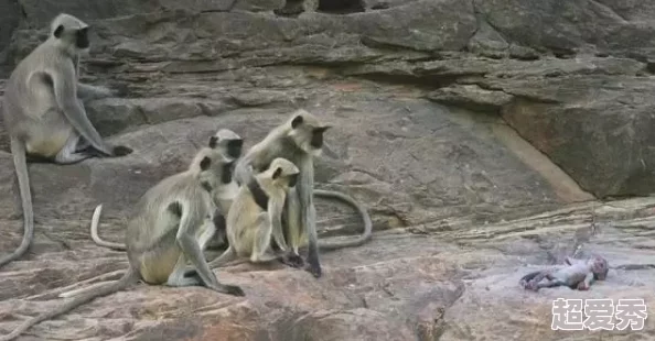 两人生猴子不盖被子的图片，展现了人与动物之间的温馨互动与奇妙瞬间，引发网友热议与分享