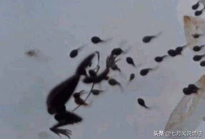 91popny丨九色丨蝌蚪：探讨九色蝌蚪的生物特征、生态环境及其在文化中的象征意义