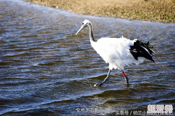 丹顶鹤头顶绚丽一抹红，揭秘其真实来源：竟是细腻毛细血管的颜色