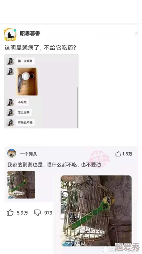 Zoom与动物Zoom大全美国：网友曝光明星们在视频会议中和宠物互动的趣事