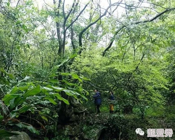 东南稀缺仙踪林：探寻这片神秘森林中的独特生态与珍稀物种的奇妙之旅