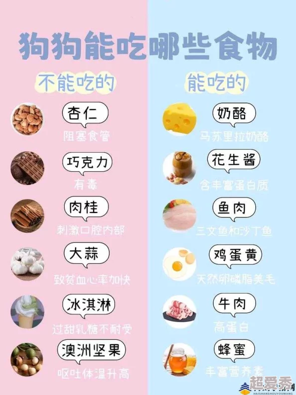 人狗胶配方大全：为爱犬提供健康营养的多种自制食谱与喂养建议