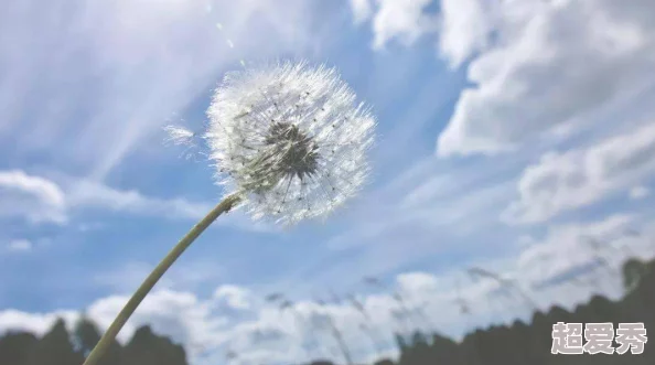 命运圣契：深度解析影之菖蒲技能，网友热议其实战表现与特色评价