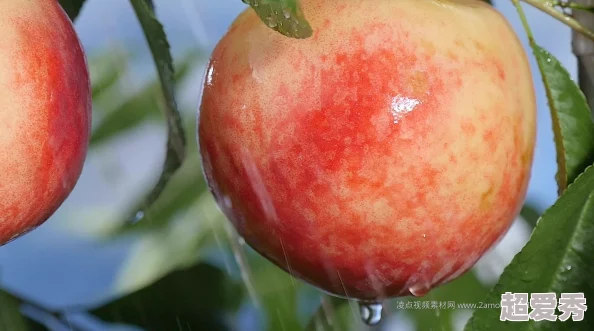 水蜜桃着色视频果实鲜艳饱满，色彩诱人