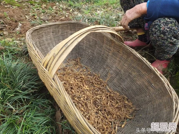 久草精品在线最新研究表明观看高质量视频有益身心健康