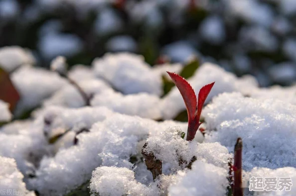 小雪的嫩苞心怀梦想勇敢追求每一个希望的瞬间