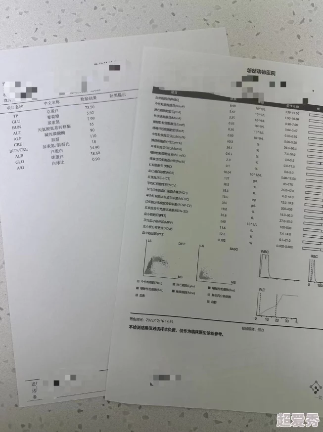 花火流口水翻白眼食欲大增疑似怀孕已送宠物医院检查待结果