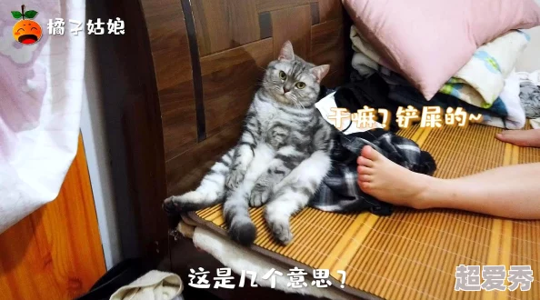 猫咪u9有你有我足矣小猫咪的幸福生活日常更新中敬请期待