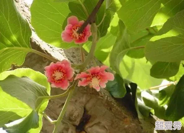 用力挺进她的花苞娇嫩花瓣层层绽放蜜汁流淌芬芳四溢