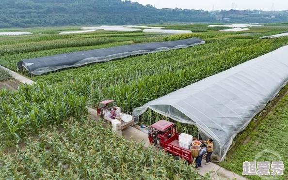 中国毛片基地种植面积扩大产量创新高喜迎丰收