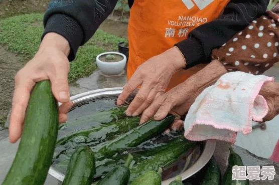 又大又粗又硬又爽种植的黄瓜喜获丰收，口感清脆，邻居们都赞不绝口