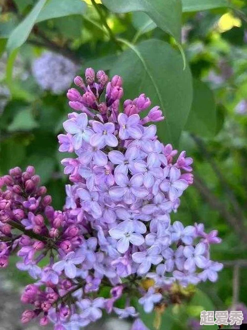 丁香花高清在线观看完整版画质清晰感人至深演技精湛